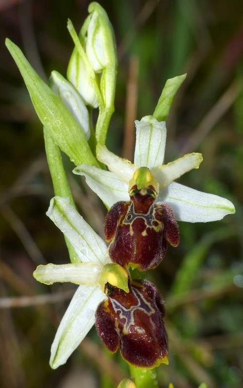 Ophrys sul litorale romano  marzo 2020